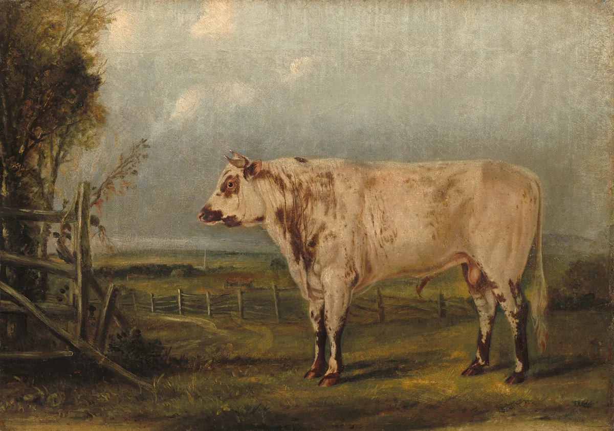 A Young Bull by John Woodhouse Audubon, painting, 1849