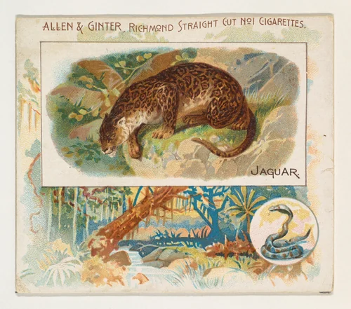 Jaguar, from Quadrupeds series (N41) for Allen & Ginter Cigarettes by Allen & Ginter, print, 1890