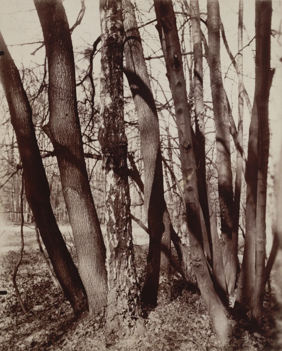 Saint-Cloud by Eugène Atget, photograph, 1922