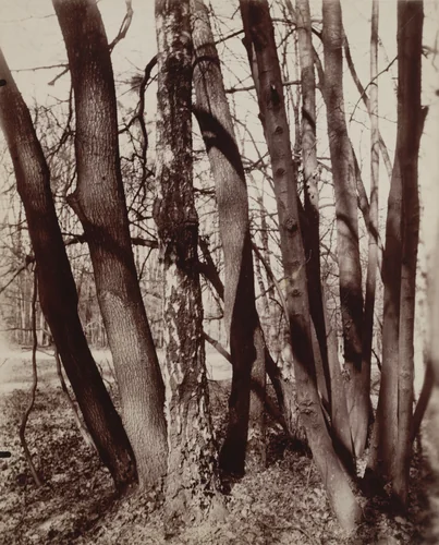 Saint-Cloud by Eugène Atget, photograph, 1922