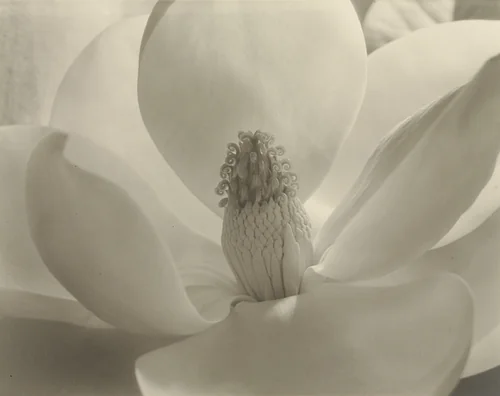 Magnolia Blossom by Imogen Cunningham, photograph, 1925