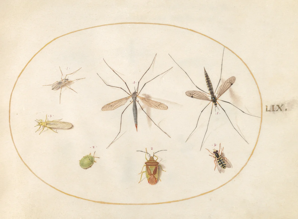 Plate 59: Seven Insects, Including a Hawthorn Shield Bug, Crane Flies, and a Hoverfly by Joris Hoefnagel, drawing, 1570-1599
