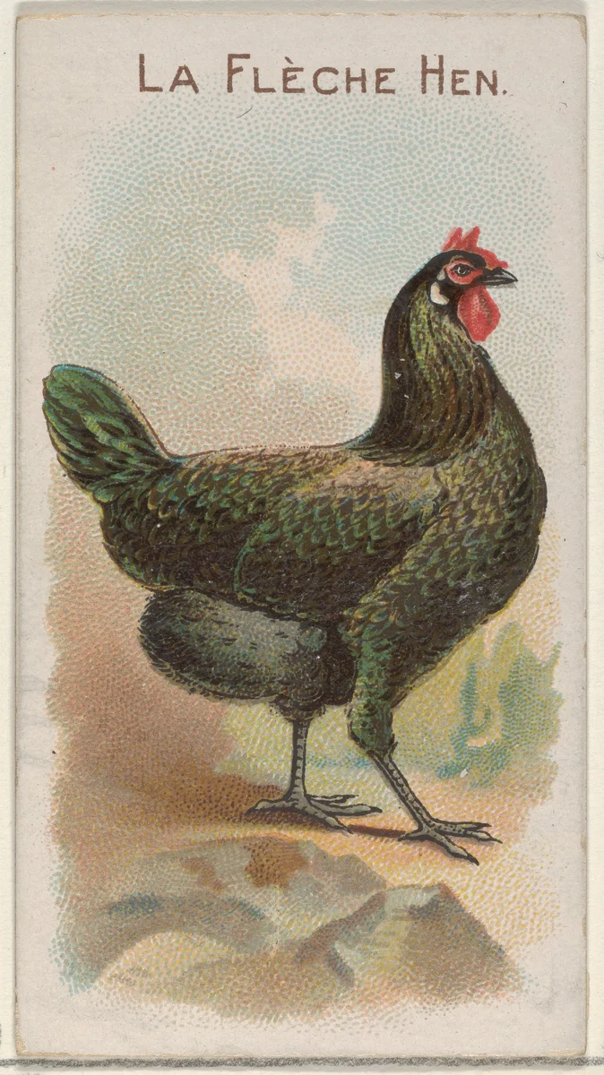 La Flèche Hen, from the Prize and Game Chickens series (N20) for Allen & Ginter Cigarettes by Allen & Ginter, print, 1891