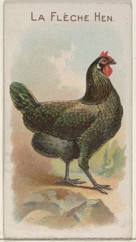 La Flèche Hen, from the Prize and Game Chickens series (N20) for Allen & Ginter Cigarettes by Allen & Ginter, print, 1891