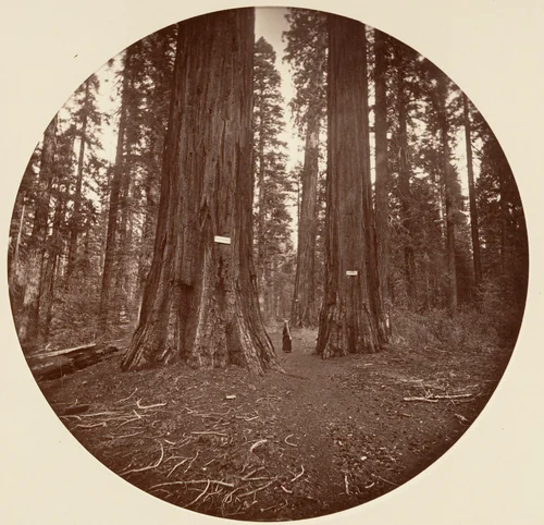 [Trees in Calaveras Grove] by Carleton E. Watkins, photograph, 1876-1880