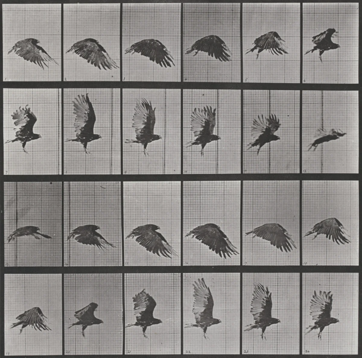 Plate Number 765. Vulture flying by Eadweard Muybridge, photograph, 1887
