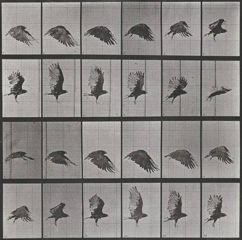 Plate Number 765. Vulture flying by Eadweard Muybridge, photograph, 1887