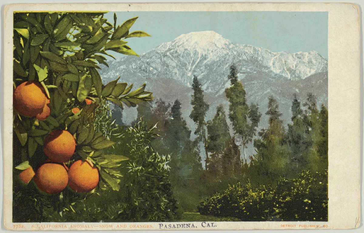 A California Anomaly, Snow and Oranges, Pasadena, California, No. 7782 by Detroit Publishing Company, print, 1900-1910