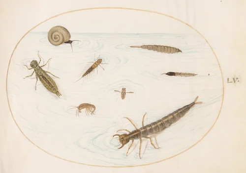 Plate 55: Aquatic Insects and Invertebrates, Including a Snail by Joris Hoefnagel, drawing, 1570-1599