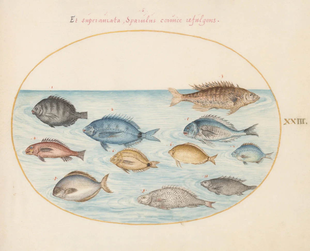 Plate 23: Bream(?) and Other Fish by Joris Hoefnagel, drawing, 1570-1599