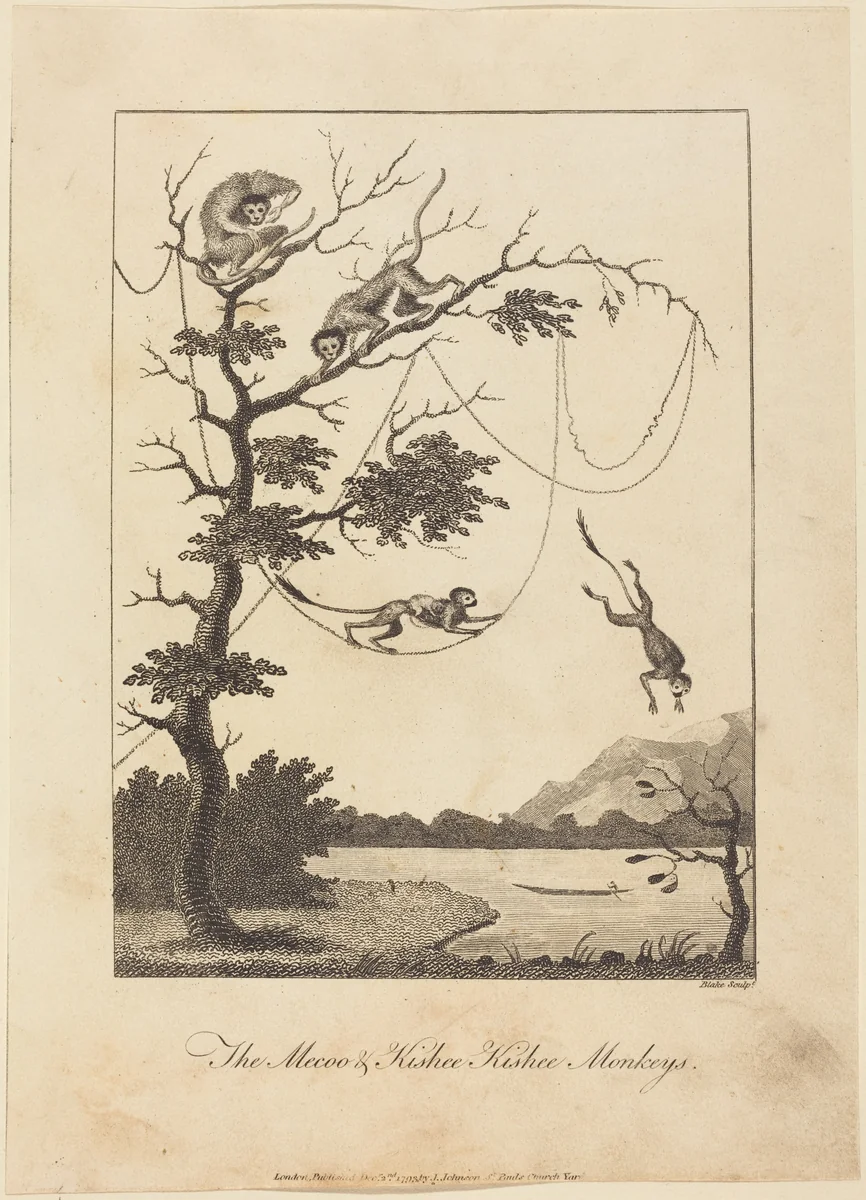 The Mecoo & Kisbee Kishee Monkeys by William Blake; John Gabriel Stedman, print, 1793