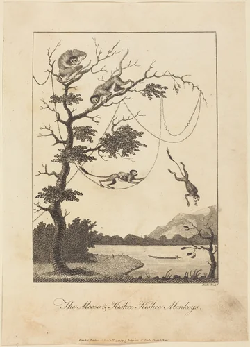 The Mecoo & Kisbee Kishee Monkeys by William Blake; John Gabriel Stedman, print, 1793