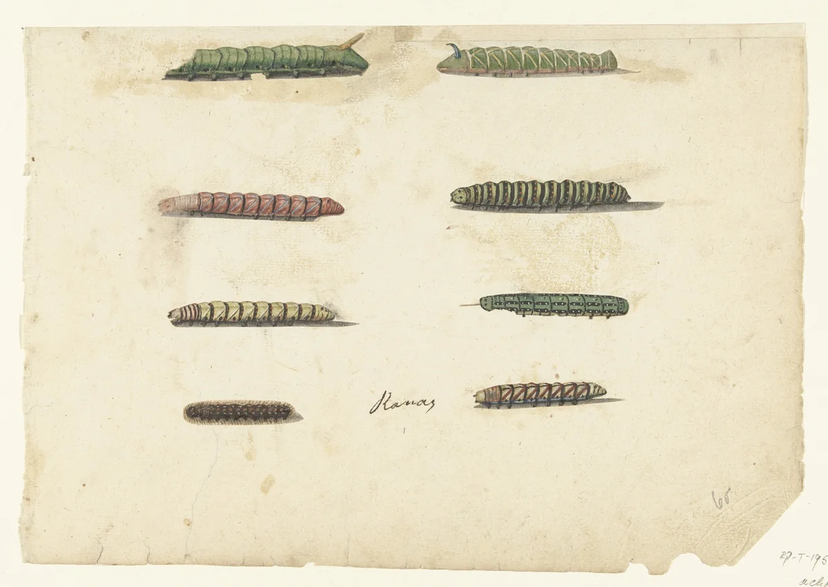 Acht rupsen by anonymous, drawing, 1560-1585