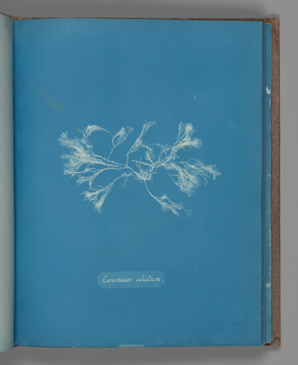 Ceramium ciliatum by Anna Atkins, photograph, 1851-1855