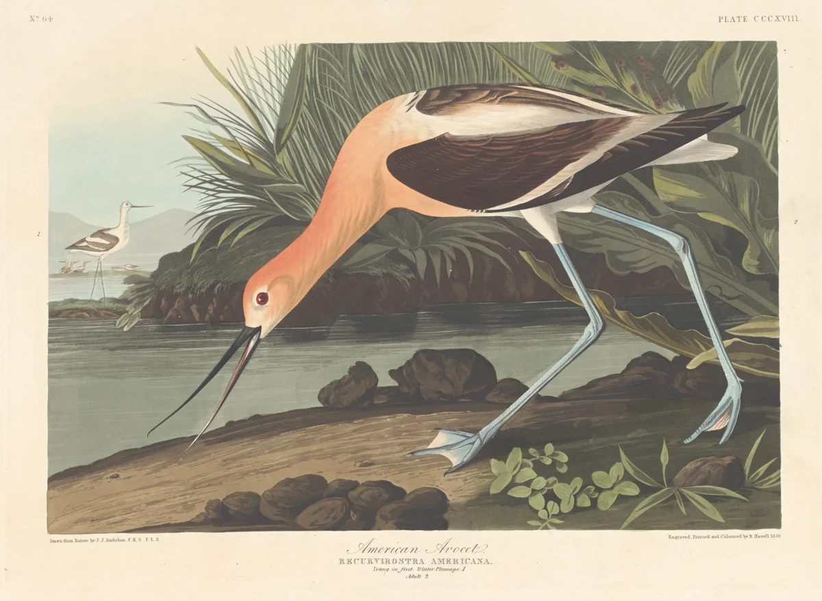 American Avocet by Robert Havell, Jr.; John James Audubon, print, 1836