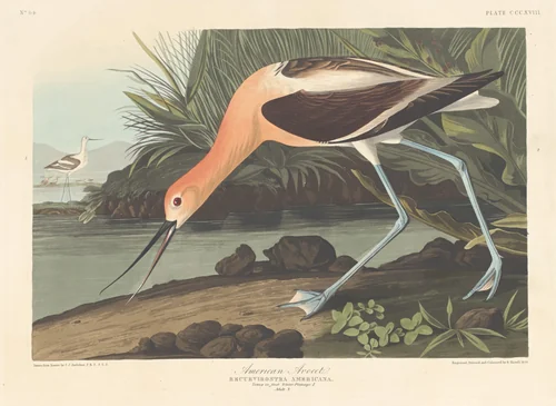 American Avocet by Robert Havell, Jr.; John James Audubon, print, 1836
