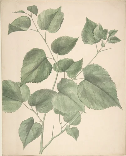 Leaves by anonymous, drawing, 1800-1900