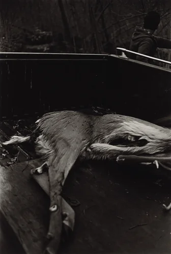 Deer Slaying, Martins Creek, Pennsylvania by Larry Fink, photograph, 1978