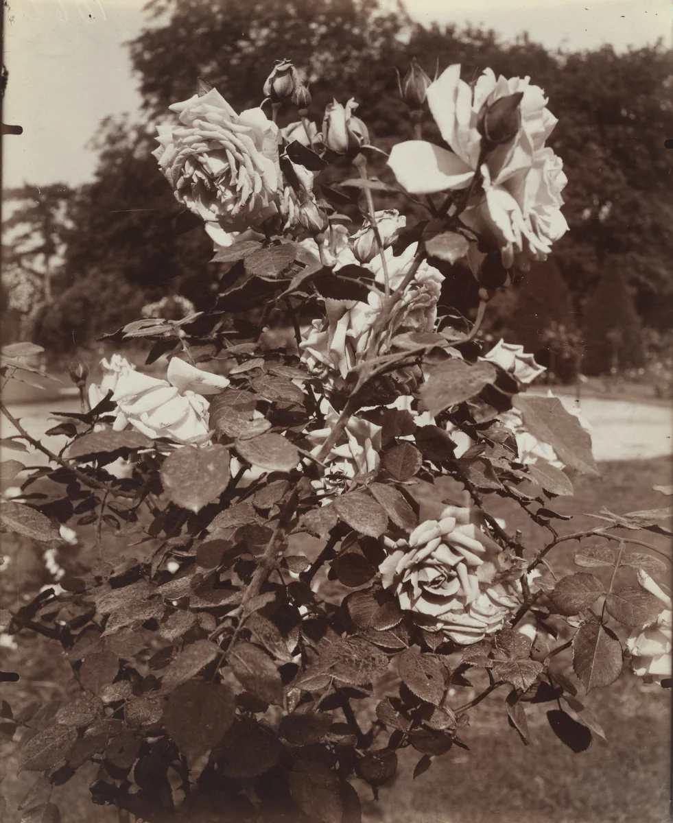 Roses by Eugène Atget, photograph, 1921