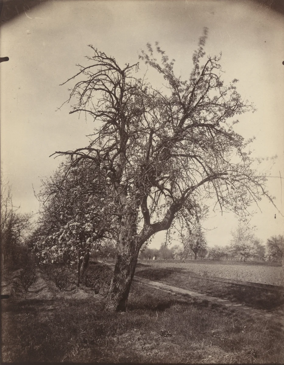 Poirier by Eugène Atget, photograph, 1919