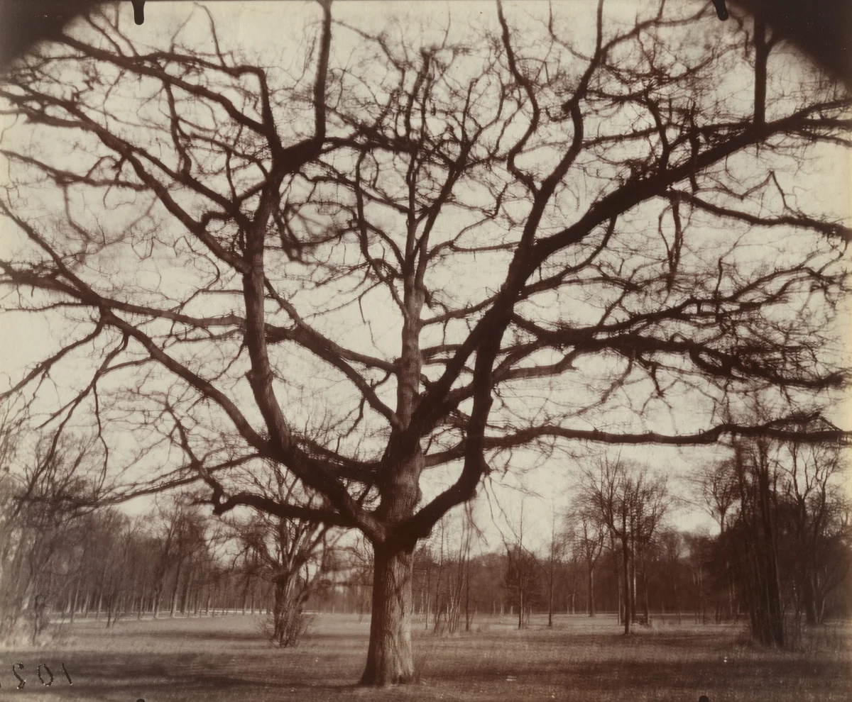 Chêne by Eugène Atget, photograph, 1921