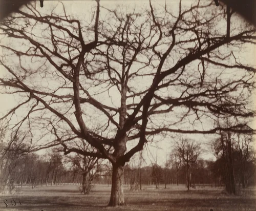 Chêne by Eugène Atget, photograph, 1921
