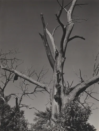 Dead Chestnut Tree by Alfred Stieglitz, photograph, 1937