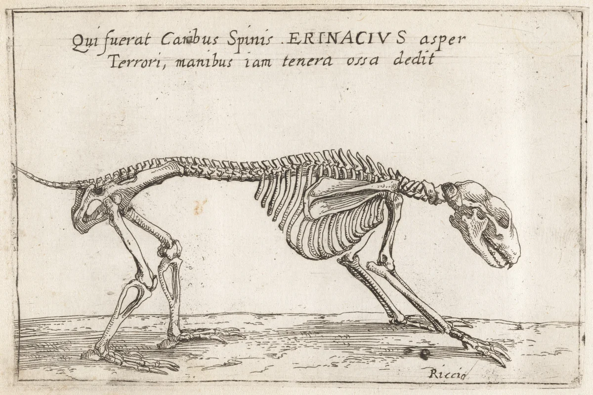 Skeleton of a Hedgehog by Teodoro Filippo di Liagno, print, 1620-1621