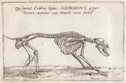 Skeleton of a Hedgehog by Teodoro Filippo di Liagno, print, 1620-1621