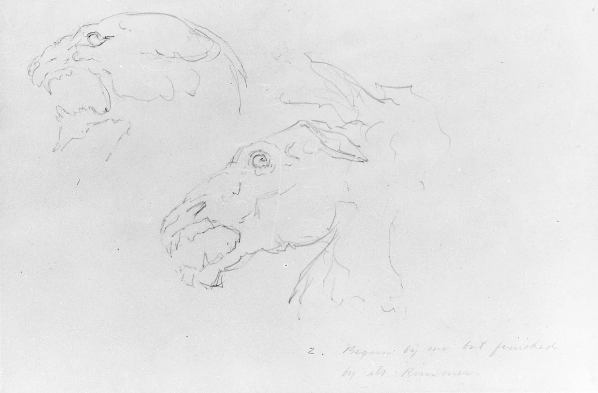 Sketches of Two Animal Skulls by William Rimmer, artwork, 1816-1879