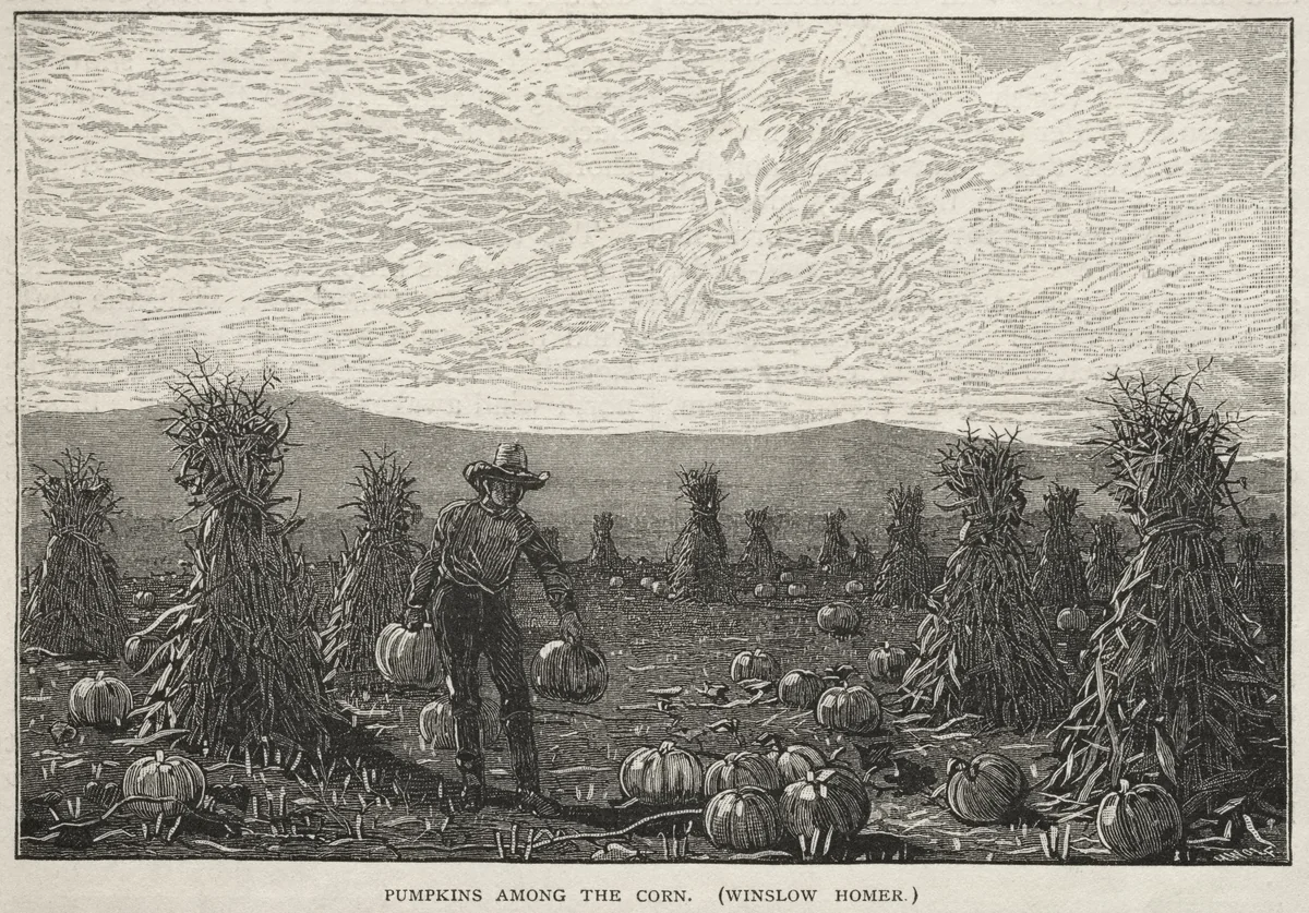 Pumpkins Among the Corn by Winslow Homer, print, 1878