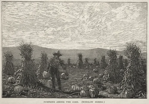 Pumpkins Among the Corn by Winslow Homer, print, 1878