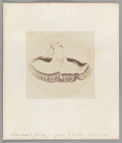 [Untitled] by Auguste-Adolphe Bertsch, photograph, 1853-1857