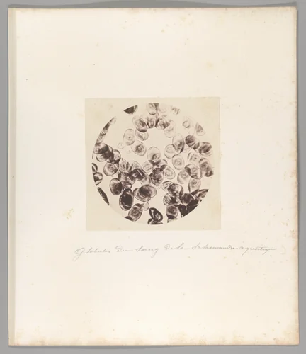 [Untitled] by Auguste-Adolphe Bertsch, photograph, 1853-1857