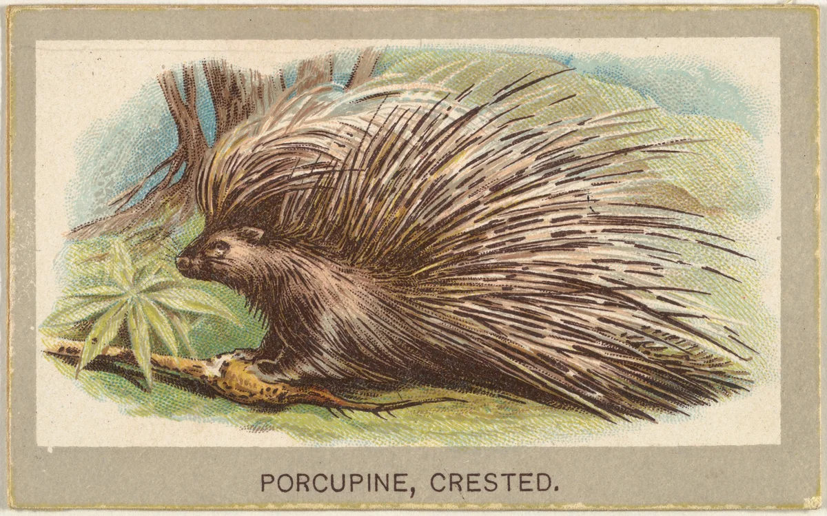 Crested Porcupine, from the Animals of the World series (T180), issued by Abdul Cigarettes by Abdul Cigarettes, print, 1881