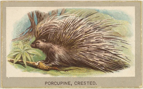 Crested Porcupine, from the Animals of the World series (T180), issued by Abdul Cigarettes by Abdul Cigarettes, print, 1881