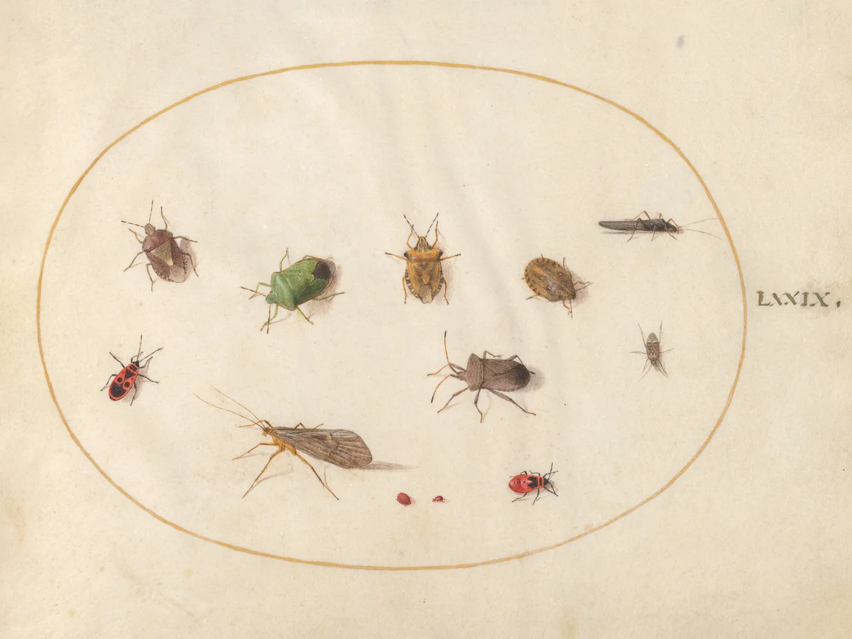 Plate 79: Twelve Insects, Including Shield Bugs by Joris Hoefnagel, drawing, 1570-1599