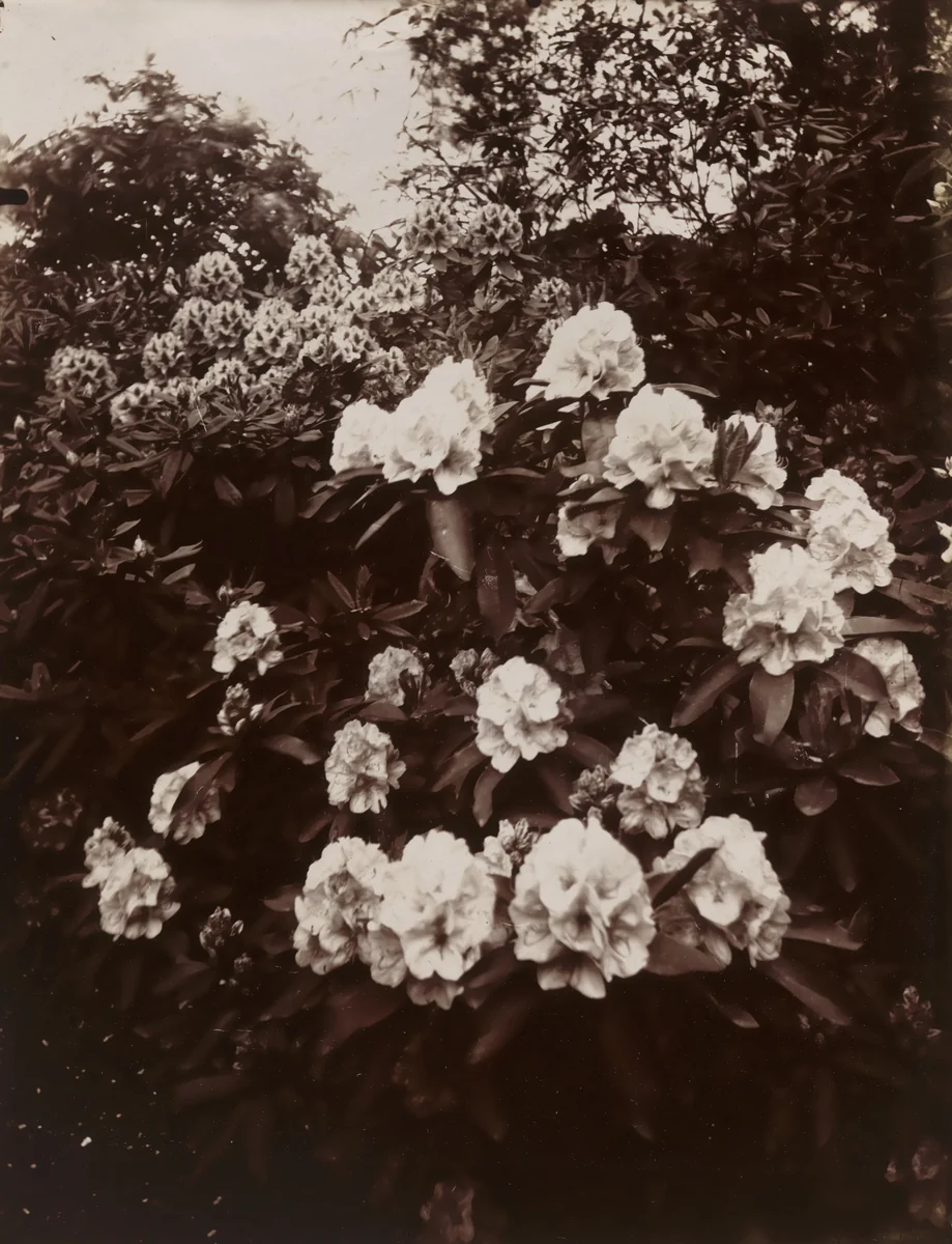 Rhododendrons by Eugène Atget, photograph, 1919