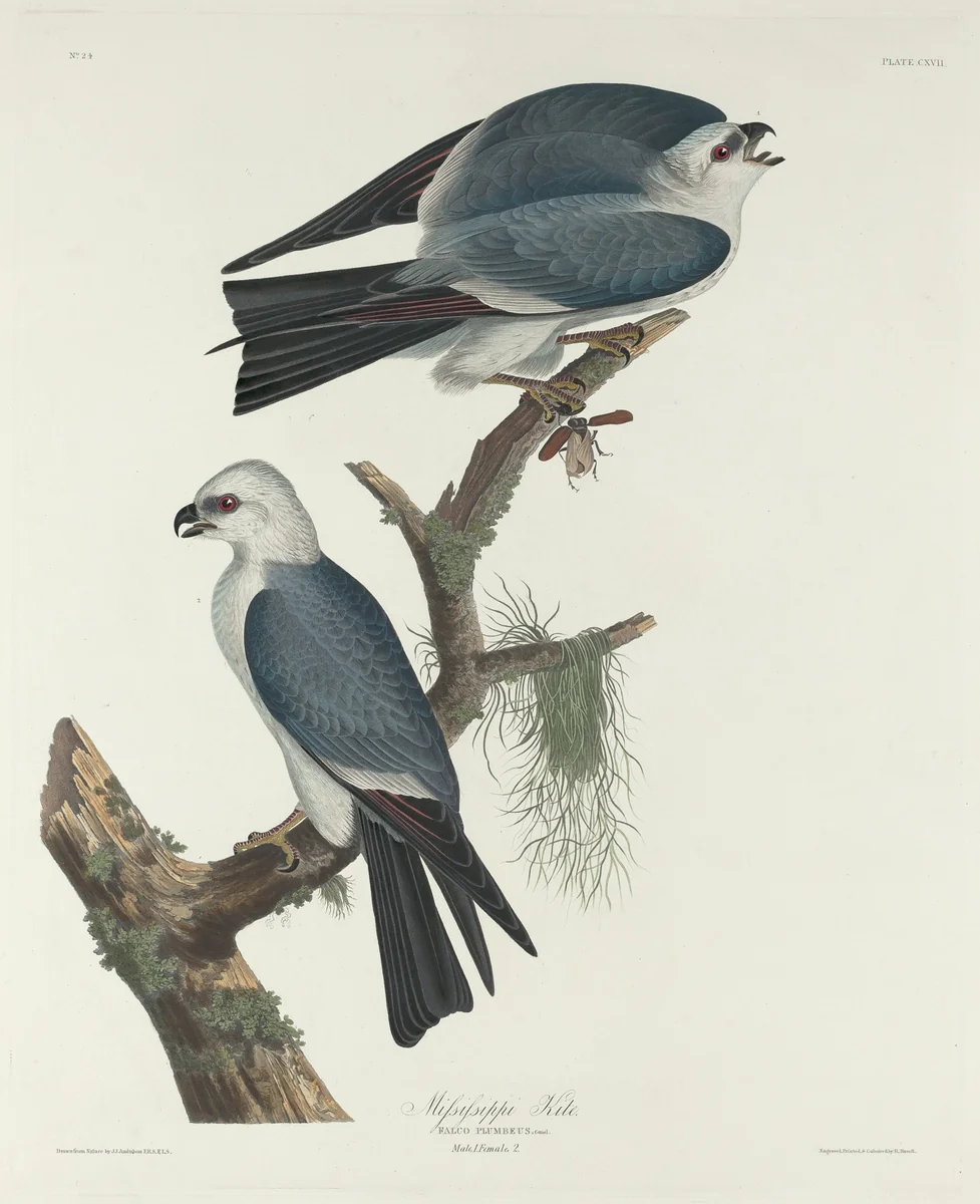Mississippi Kite by Robert Havell, Jr.; John James Audubon, print, 1831