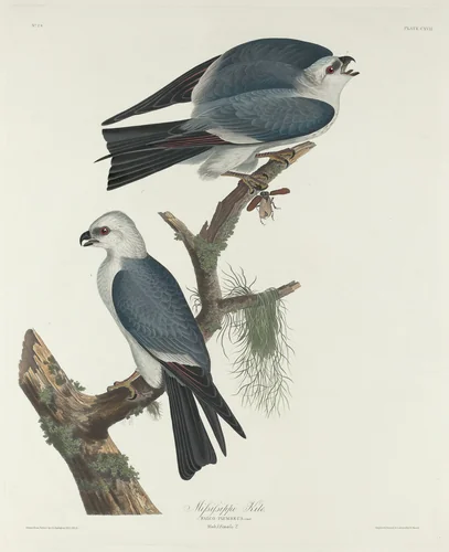 Mississippi Kite by Robert Havell, Jr.; John James Audubon, print, 1831