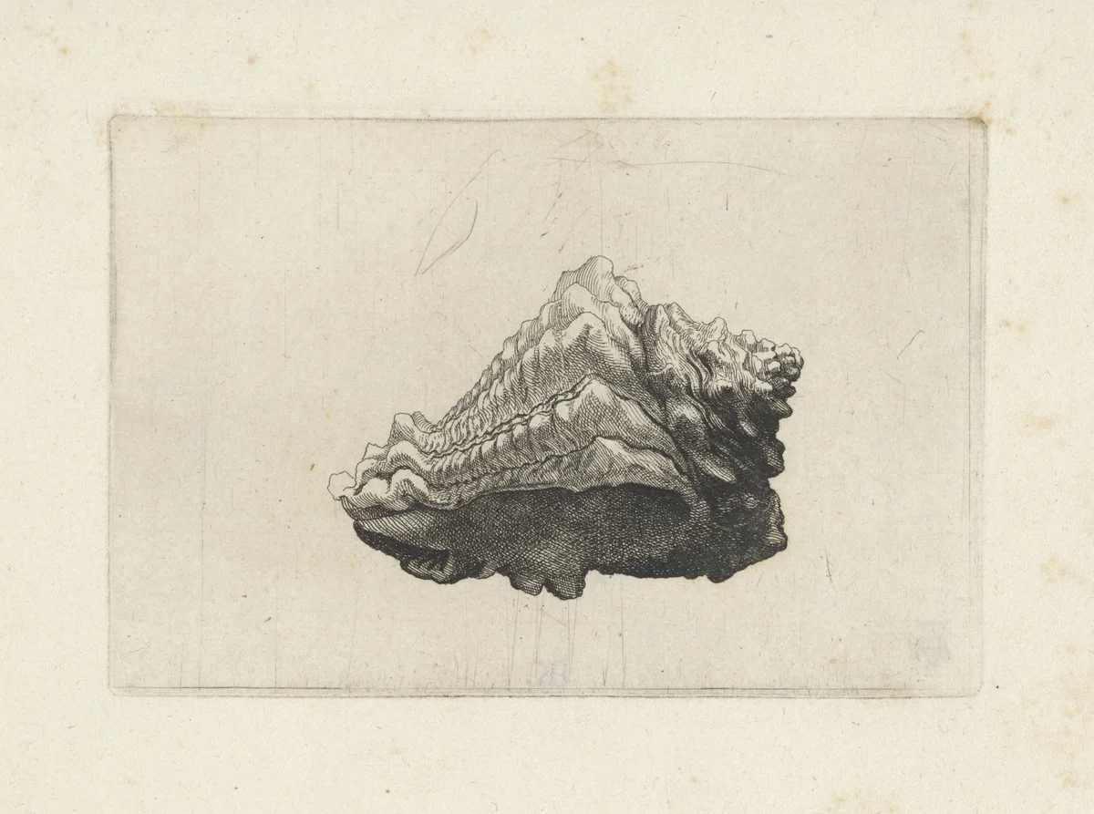 Schelp, vasum muricatum born by Wenceslaus Hollar, print, 1644-1652