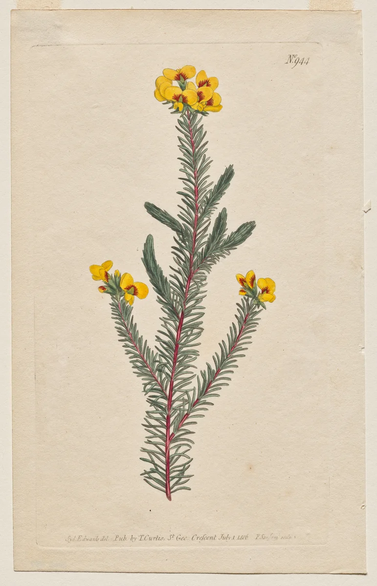 The Botanical Magazine or Flower Garden Displayed: Plate 944, Dillwynia Glaberrima. Smooth-Leaved Dillwynnia. [Dillwynia ericifolia gaberrima] by Francis Sansom, print, 1806