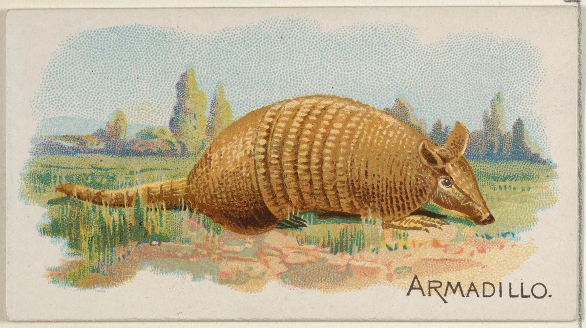 Armadillo, from the Quadrupeds series (N21) for Allen & Ginter Cigarettes by Allen & Ginter, print, 1890