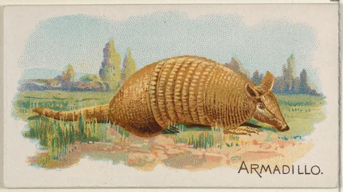 Armadillo, from the Quadrupeds series (N21) for Allen & Ginter Cigarettes by Allen & Ginter, print, 1890