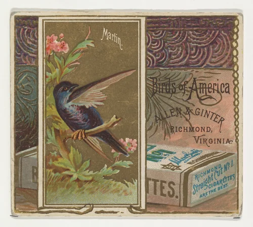 Martin, from the Birds of America series (N37) for Allen & Ginter Cigarettes by Allen & Ginter, print, 1888