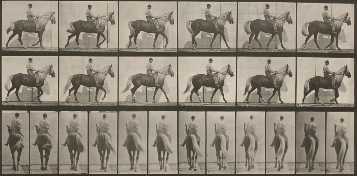 Plate Number 653. "Buckskin" walking, lame right front foot by Eadweard Muybridge, photograph, 1887