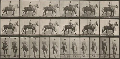 Plate Number 653. "Buckskin" walking, lame right front foot by Eadweard Muybridge, photograph, 1887