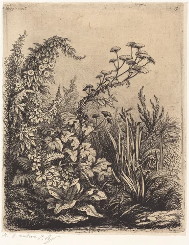 La petite berle aux liserons (Small Water-parsnip with Bindweed) by Eugène Bléry, portfolio, 1849