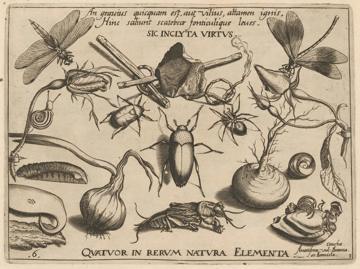 Archetypa studiaque patris Georgii Hoefnagelii [Part 3, Plate 6] by Jacob Hoefnagel; Joris Hoefnagel, print, 1592