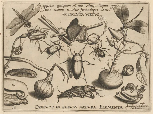 Archetypa studiaque patris Georgii Hoefnagelii [Part 3, Plate 6] by Jacob Hoefnagel; Joris Hoefnagel, print, 1592